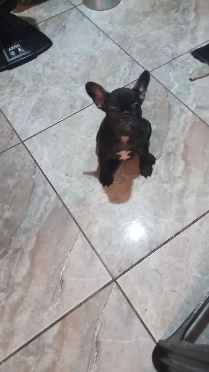Filhote de Bulldog Francês - Foto 5