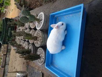 Coelho anão netherland dwarf  olho azul  - Foto 2