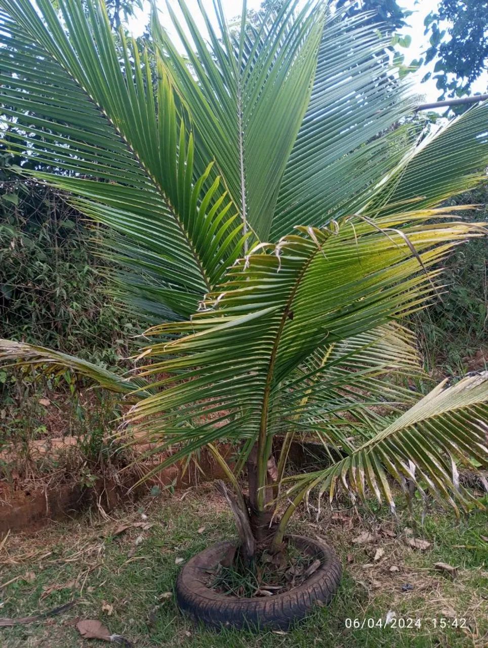 Vendo terreno em macacos 2.500 M2. - Foto 3