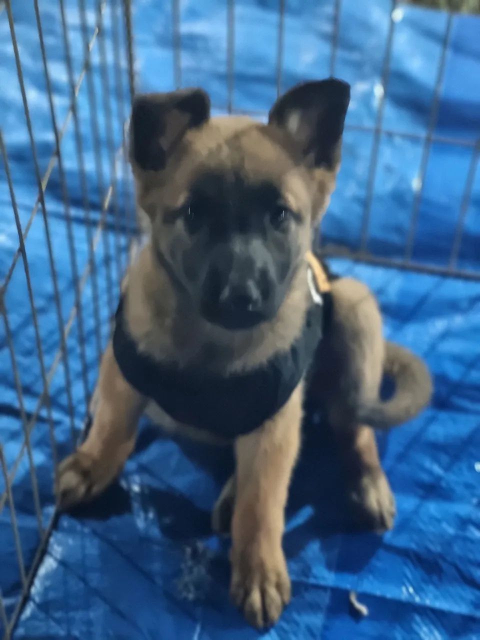 Pastor Belga Malinois  - Foto 3