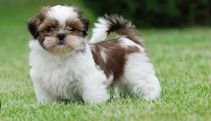 Filhote de Shih Tzu