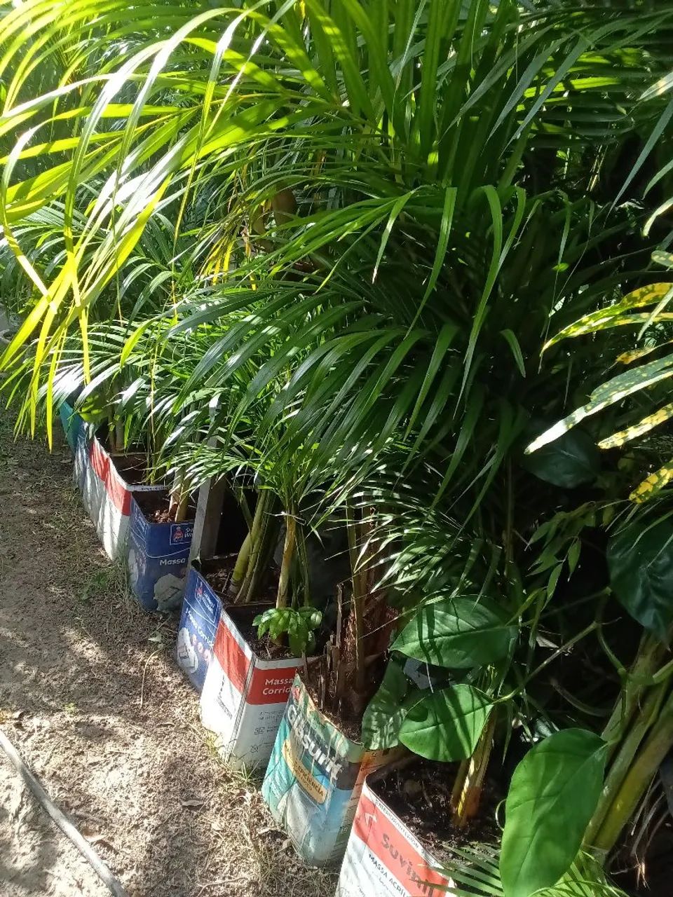 Plantas diversas - Foto 2