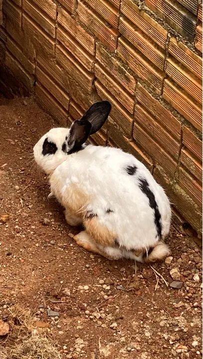 Coelho adulto macho  - Foto 4