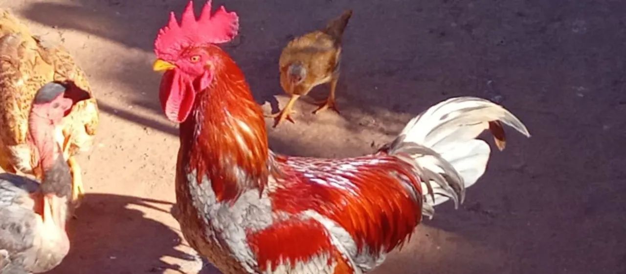Ovos caipira Galados pra chocadeira!!!