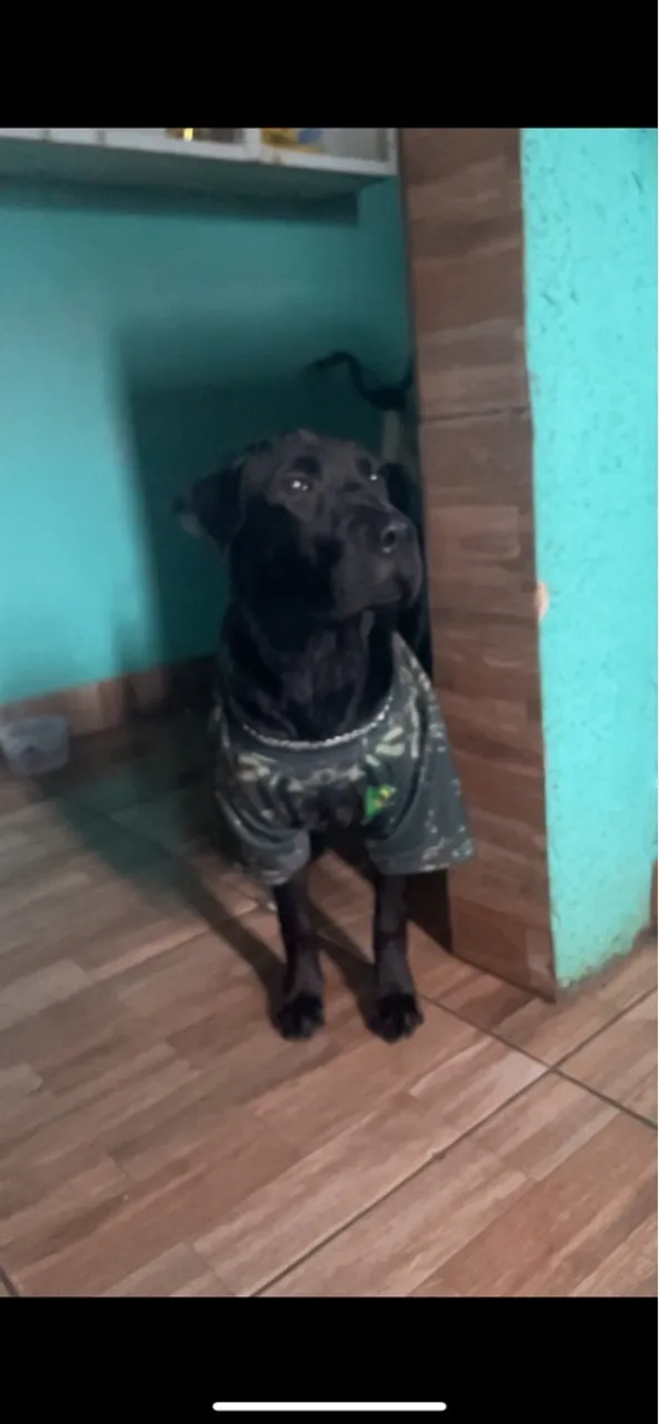 Doa-se cachorro dócil guardião porte médio 