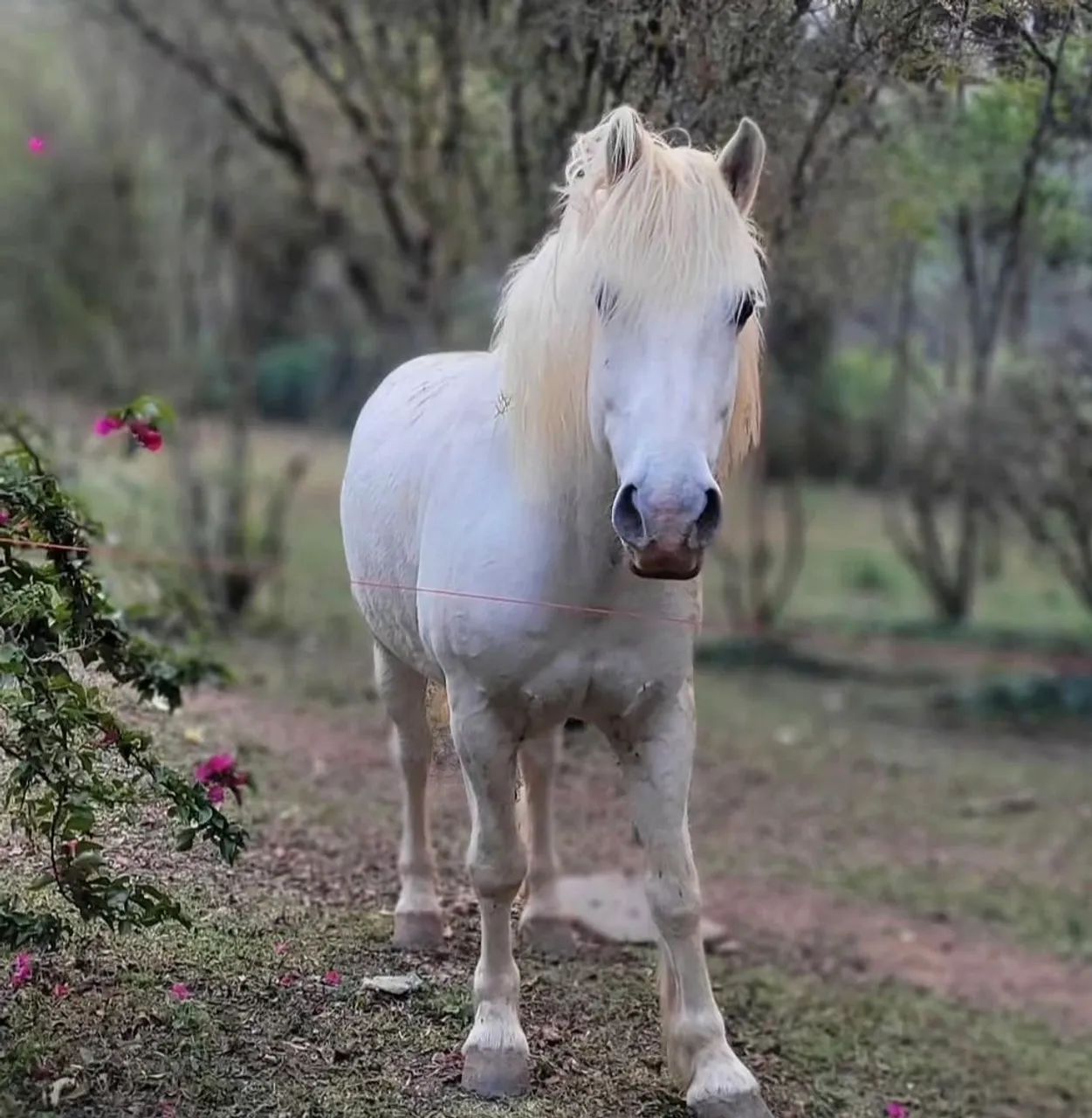 Cavalo Percheron lindo manso Castrado  - Foto 3
