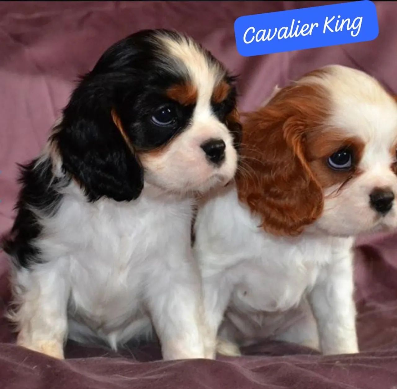 Spaniel Filhote King Charles Spaniel Olx Ready Stunning Cavalier