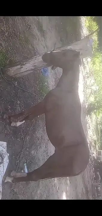 Potro mestiço de quarto de milha  - Foto 2