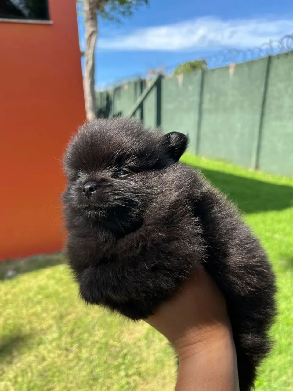 Disponível pra venda, tudo ok , tamanho N1 - Foto 3