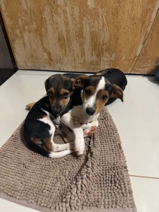 Dois filhotes fêmeas para adoção - Foto 4