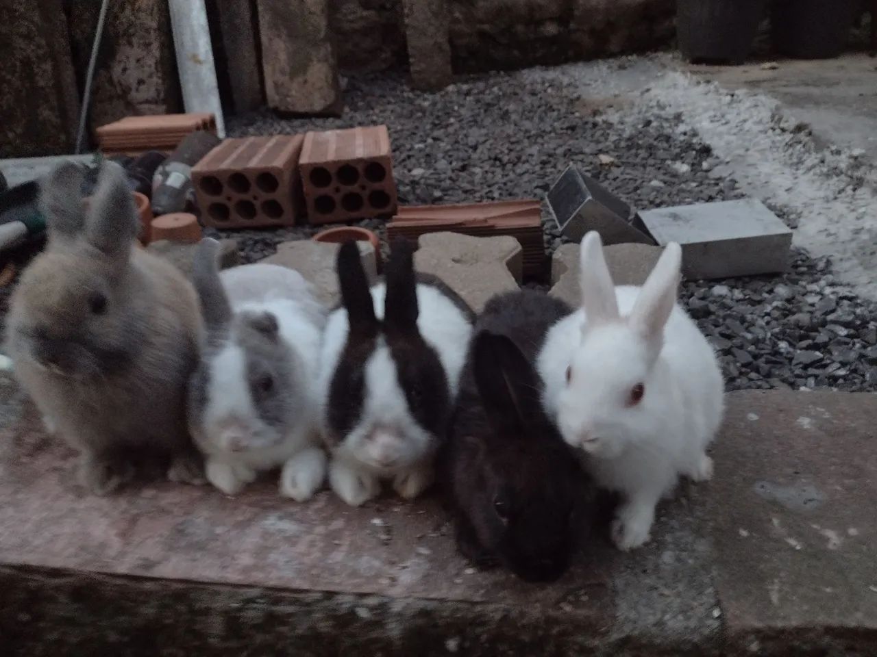 Mini coelho  - Foto 5