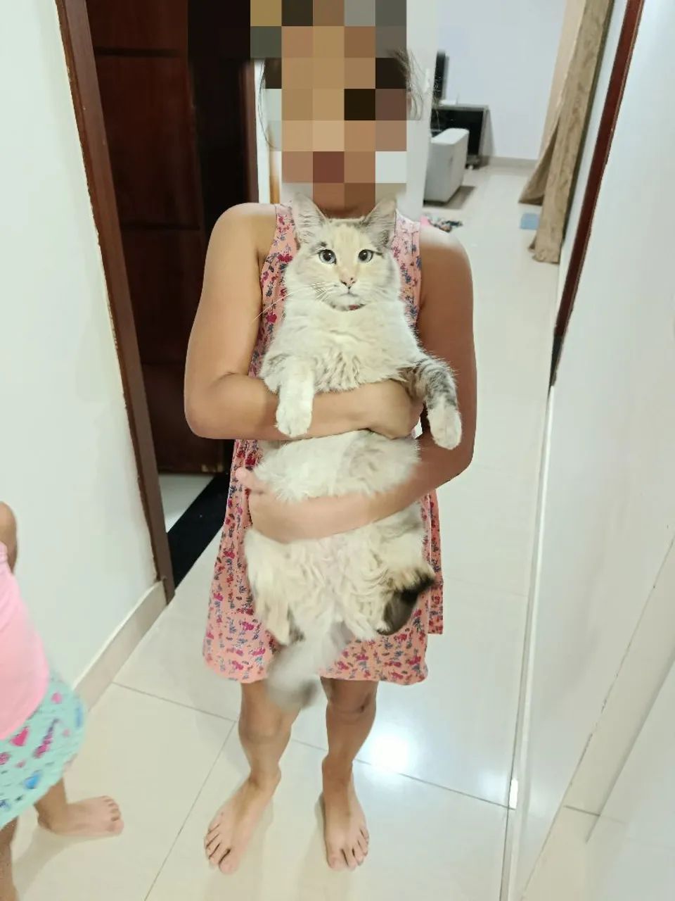 Gatinha fofo para adoção - Foto 2