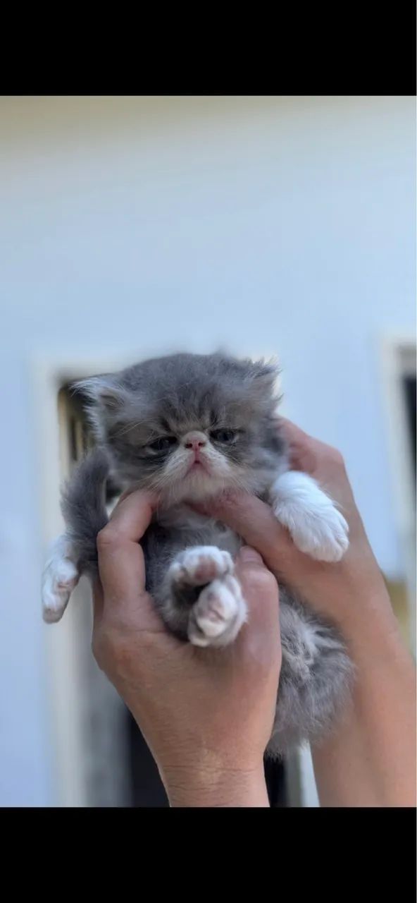 Gato persa macho puro - Foto 5