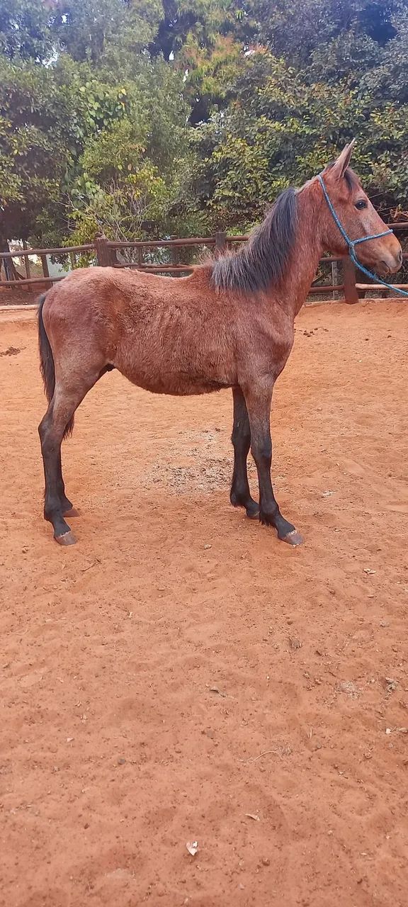 Potros Mangalarga Marchador Registrados - Foto 2