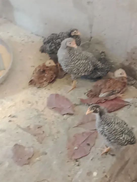 10Pintos de Galinha Caipira - R$ 15,00 cada - Foto 5