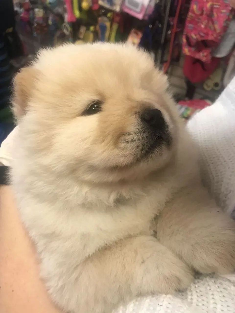 Chow Chow: Majestade sobre patas: o filhote de Chow Chow que faltava na sua vida