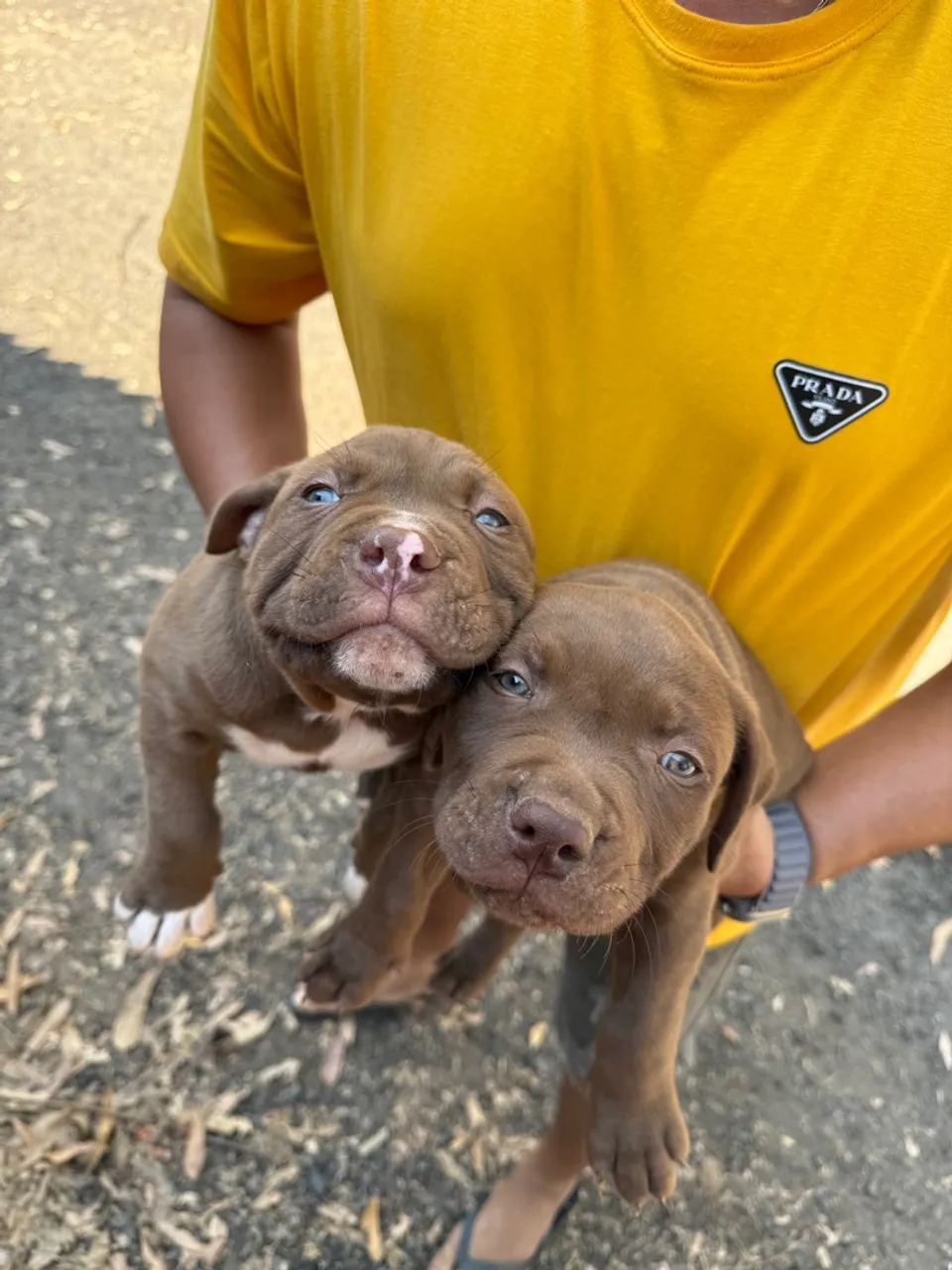 Lindos Filhotes de Pitbull Vacinados
