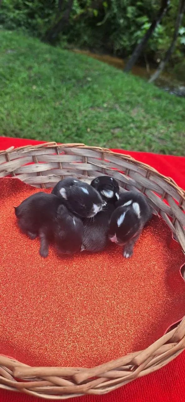 Coelho netherland anao - Foto 2