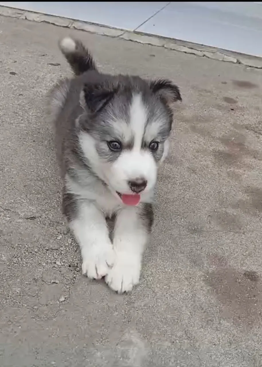 Filhote de Husky Siberiano para adoção