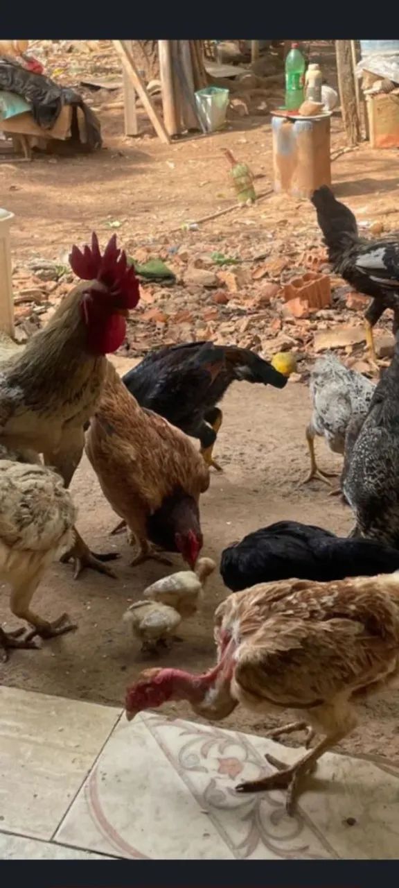 Vendo barato oportunidade frangos de apenas 45. Reais 