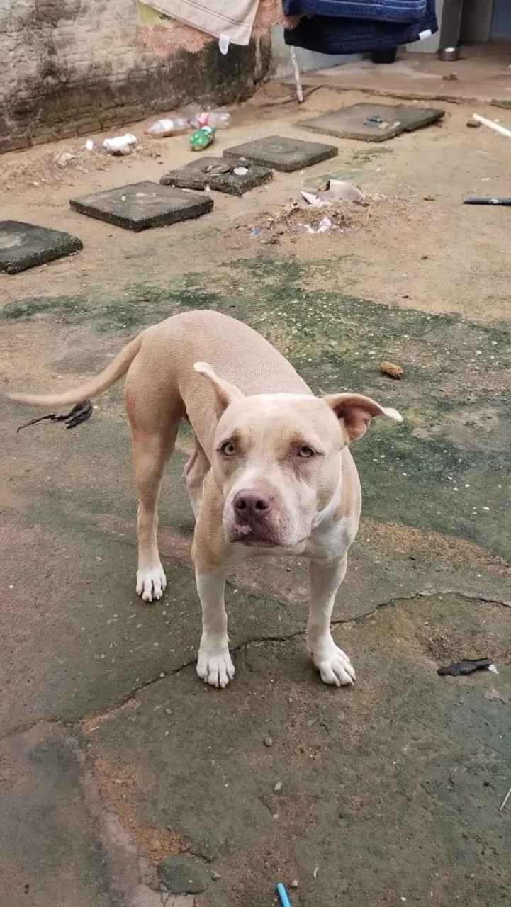 Pitbull