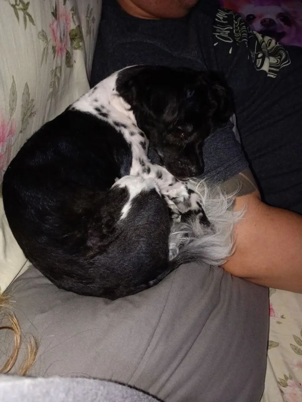 Cachorro Shitzu  - Foto 3