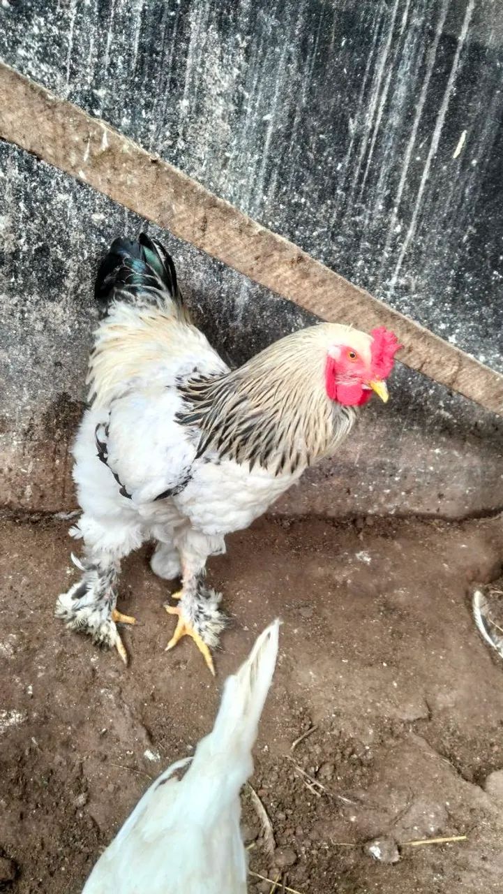 Galo Bhama light 