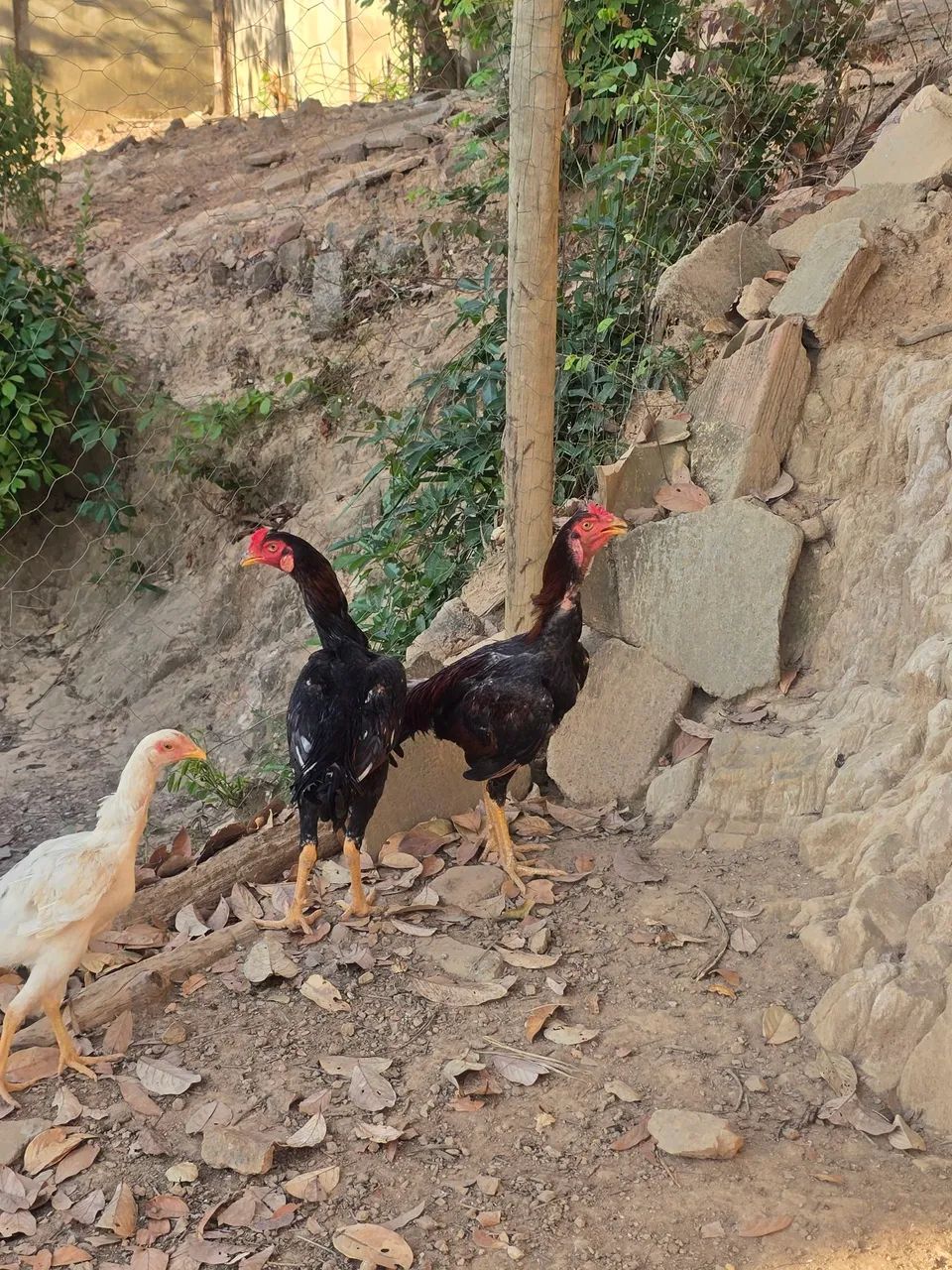 Frangos índio.