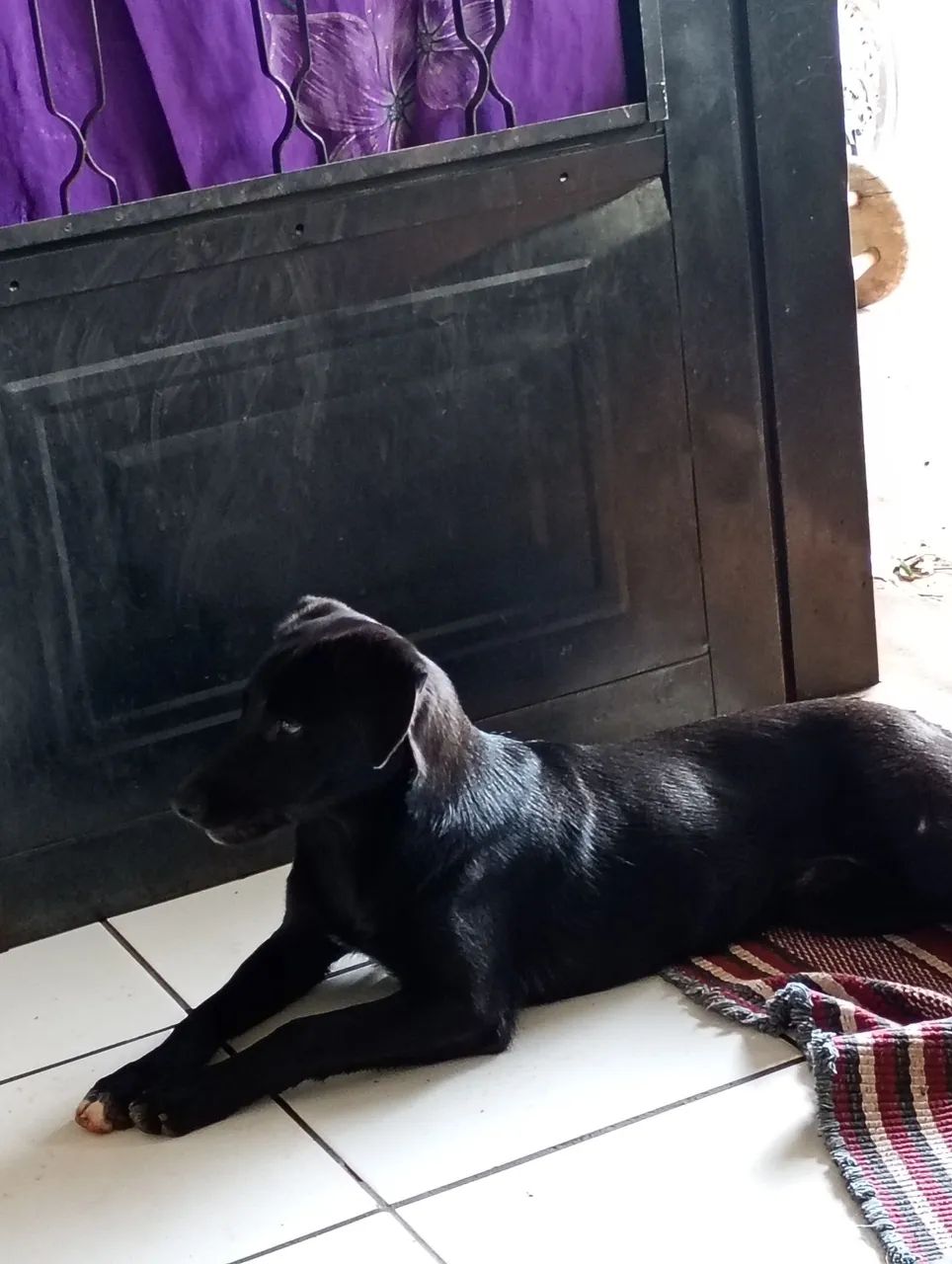 Doa se cachorrinho  - Foto 2