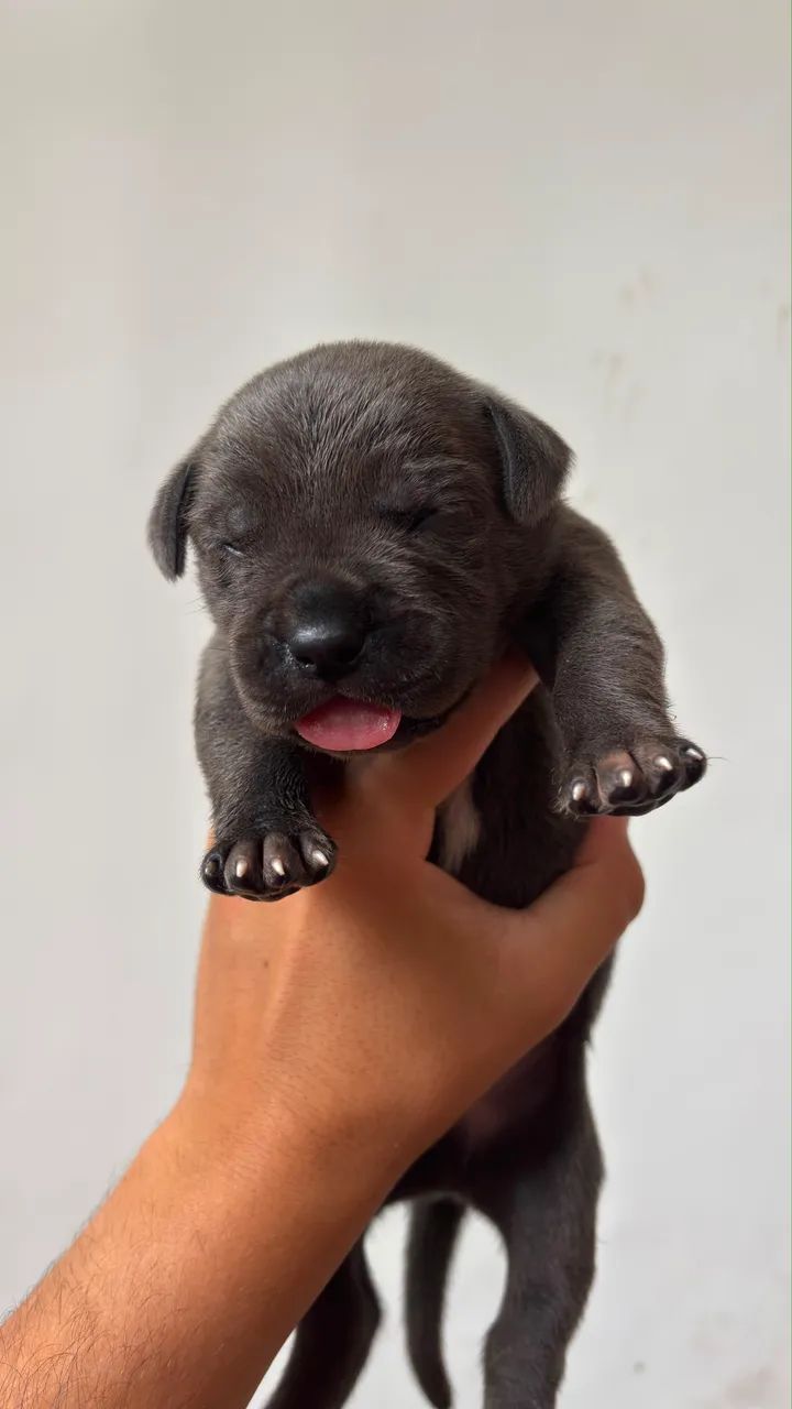 Cane Corso Italiano  - Foto 3