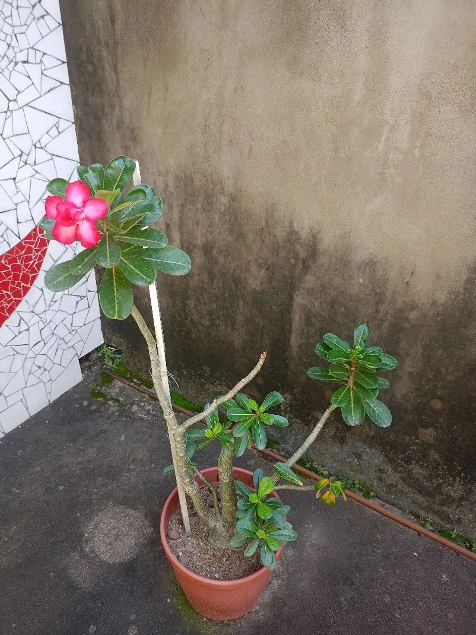 Rosa do deserto  - Foto 3