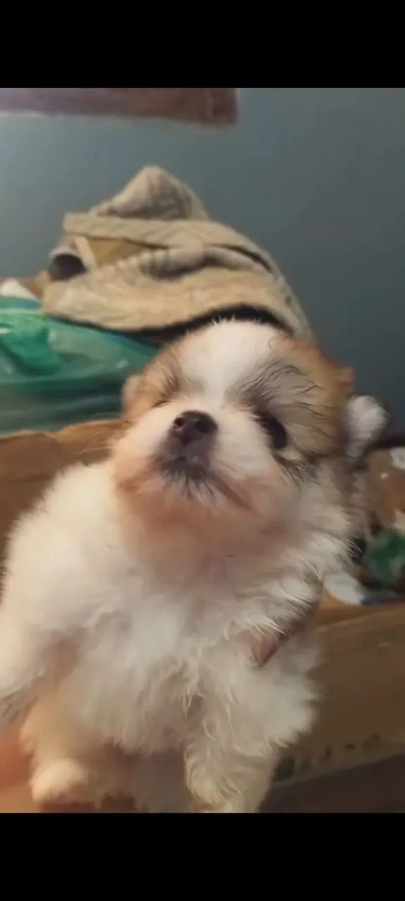Cachorrinho filhote Spitz  - Foto 3