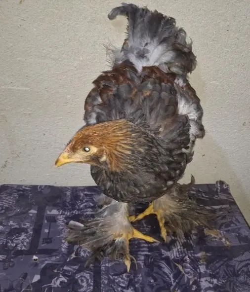 Frango brahma perdiz azul