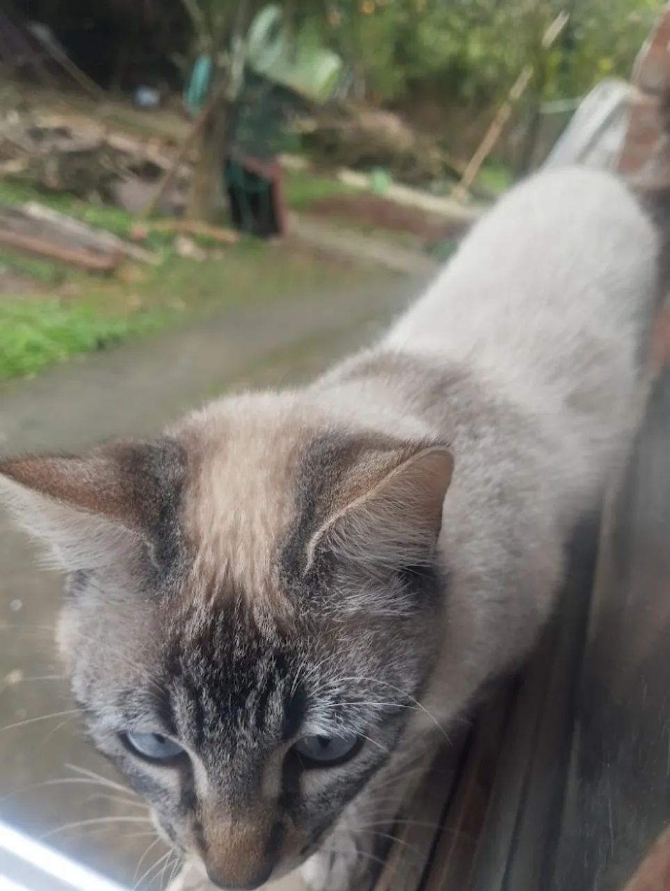 Gatinho 4 meses - Foto 2