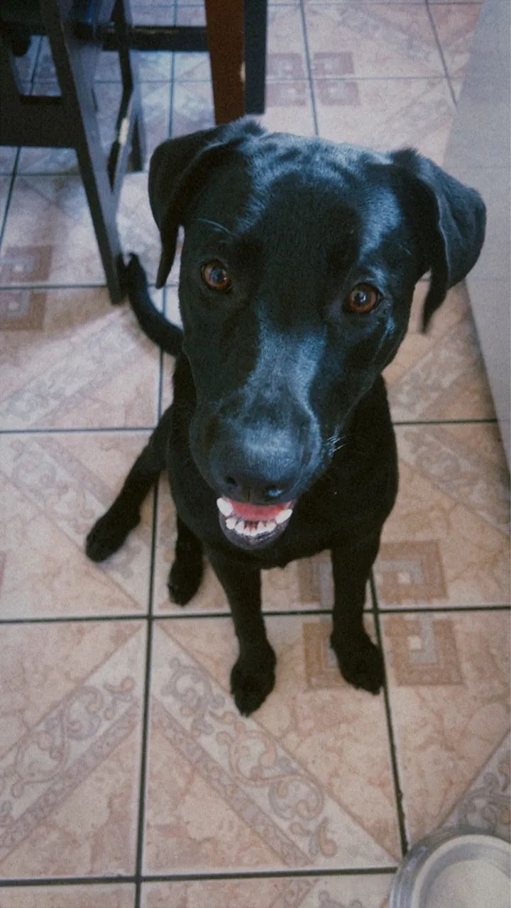 Labradora 9 meses