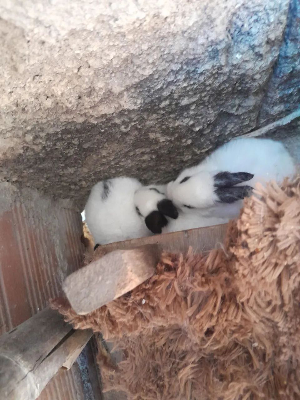 Coelhos ?  - Foto 3