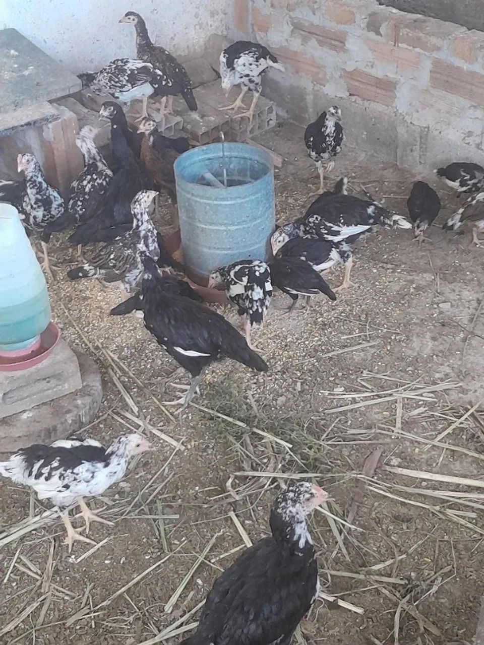 Franguinhos e franguinhas índio cipó - Foto 3