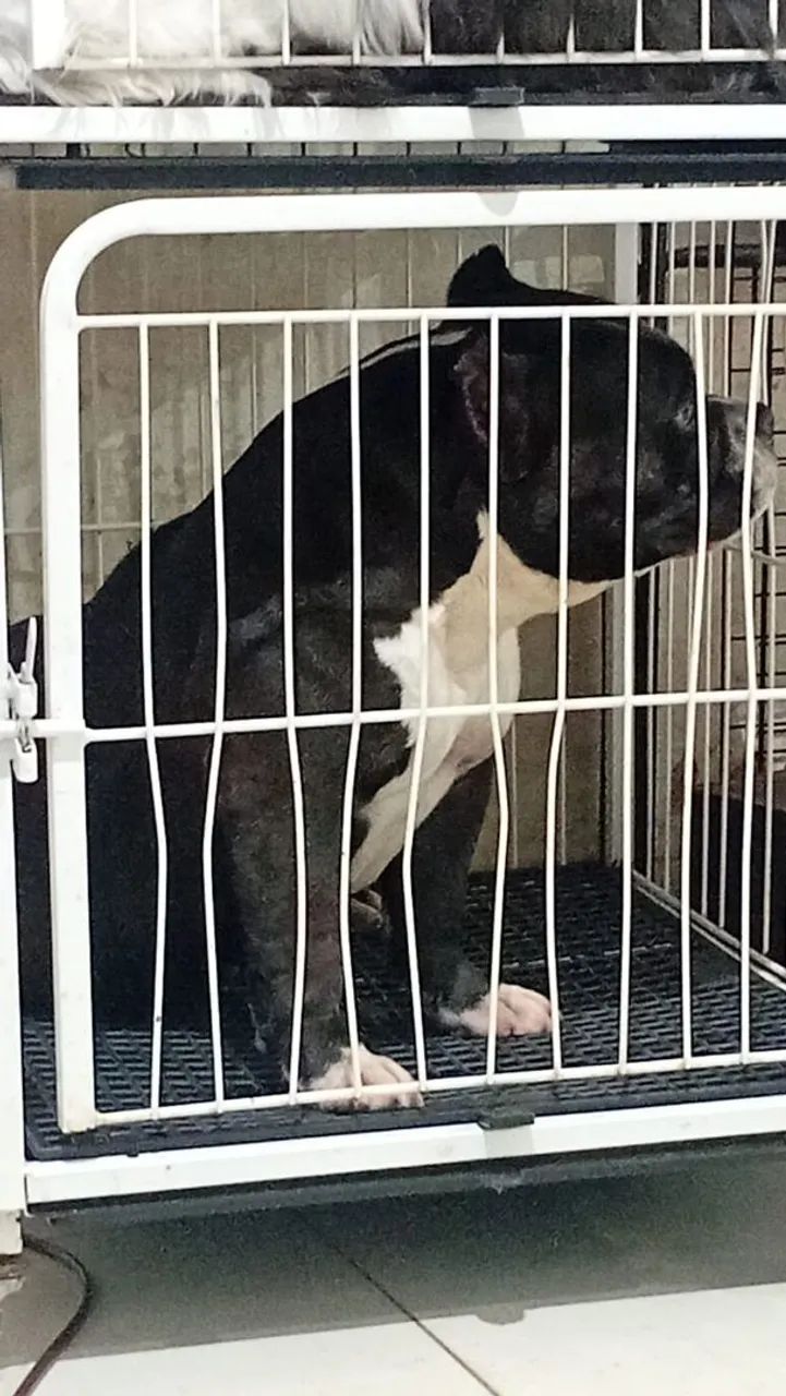 American Bully  - Foto 4