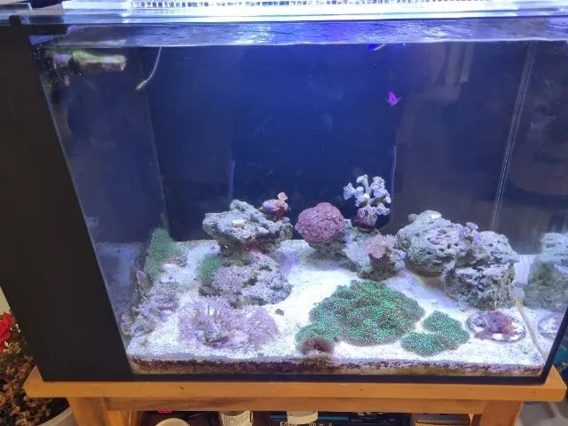 Aquario Marinho completo - Foto 3