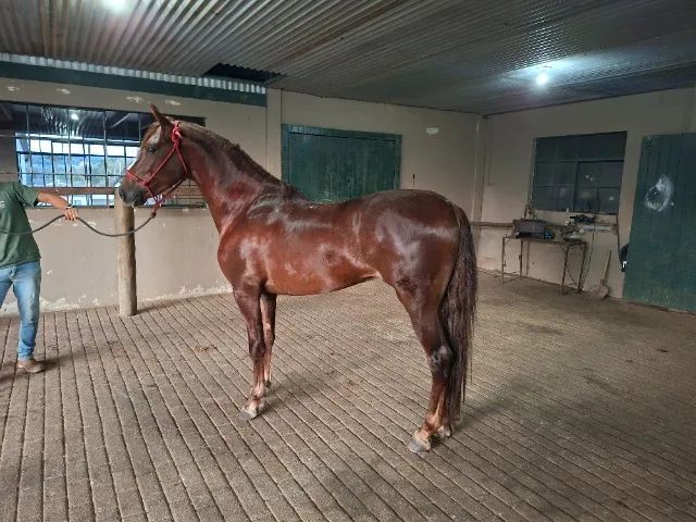 Cavalo Mangalarga Marchador 
