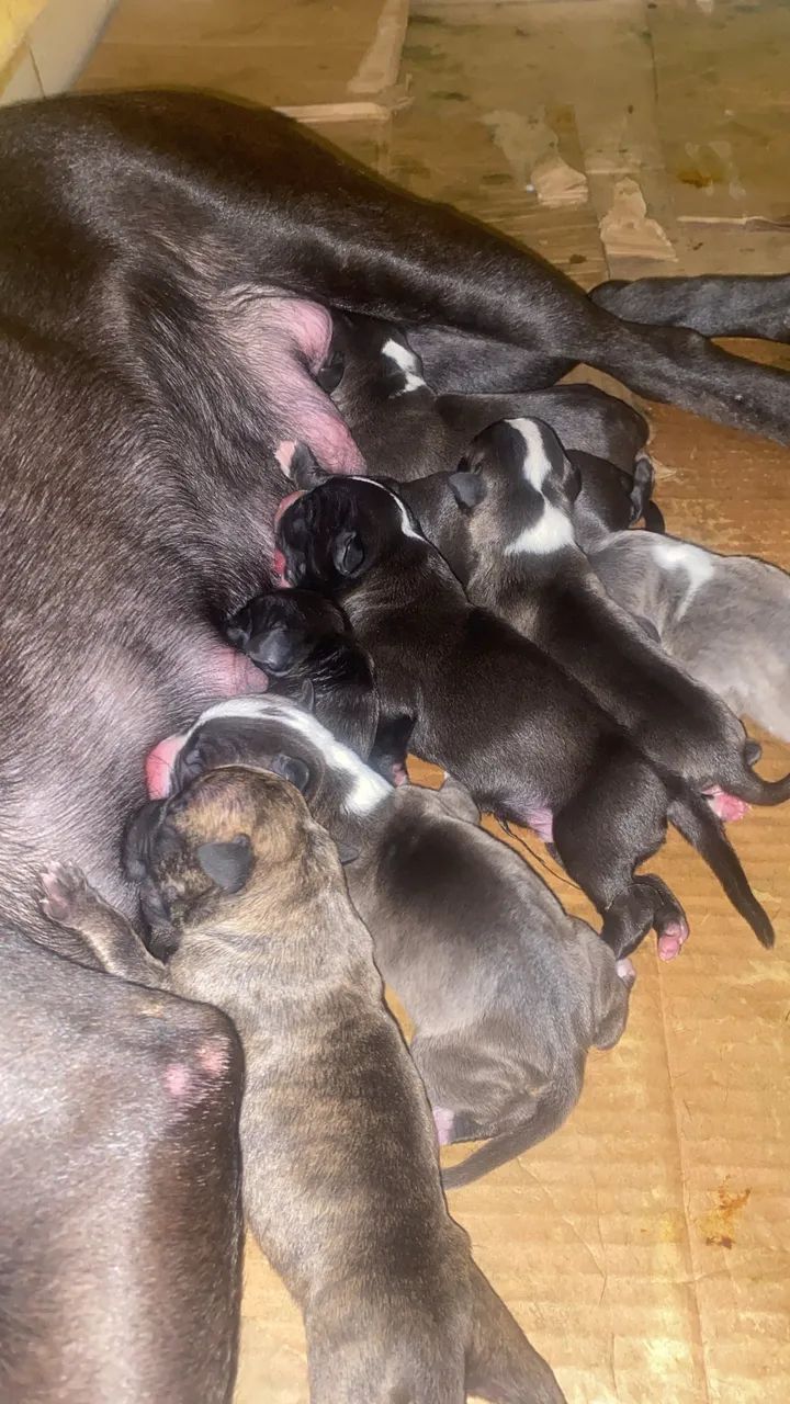 FILHOTES DE PITBULL COM AMERICAN BULLY - Foto 4