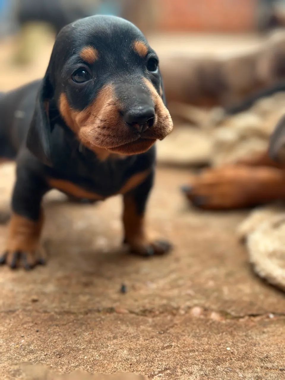 Cachorro Dachshund preto macho - Foto 3