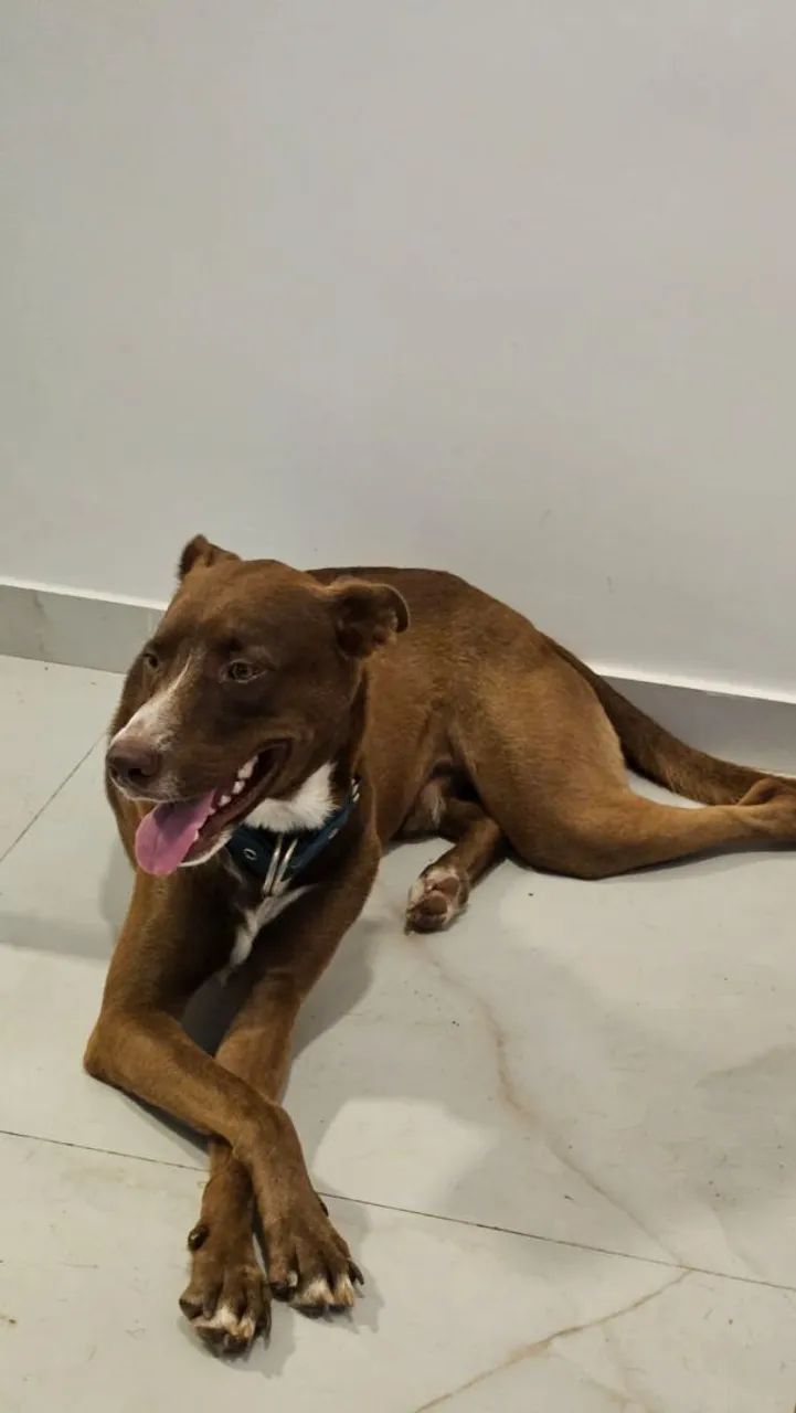 DOAÇÃO RESPONSÁVEL- CACHORRO BOB - Foto 2