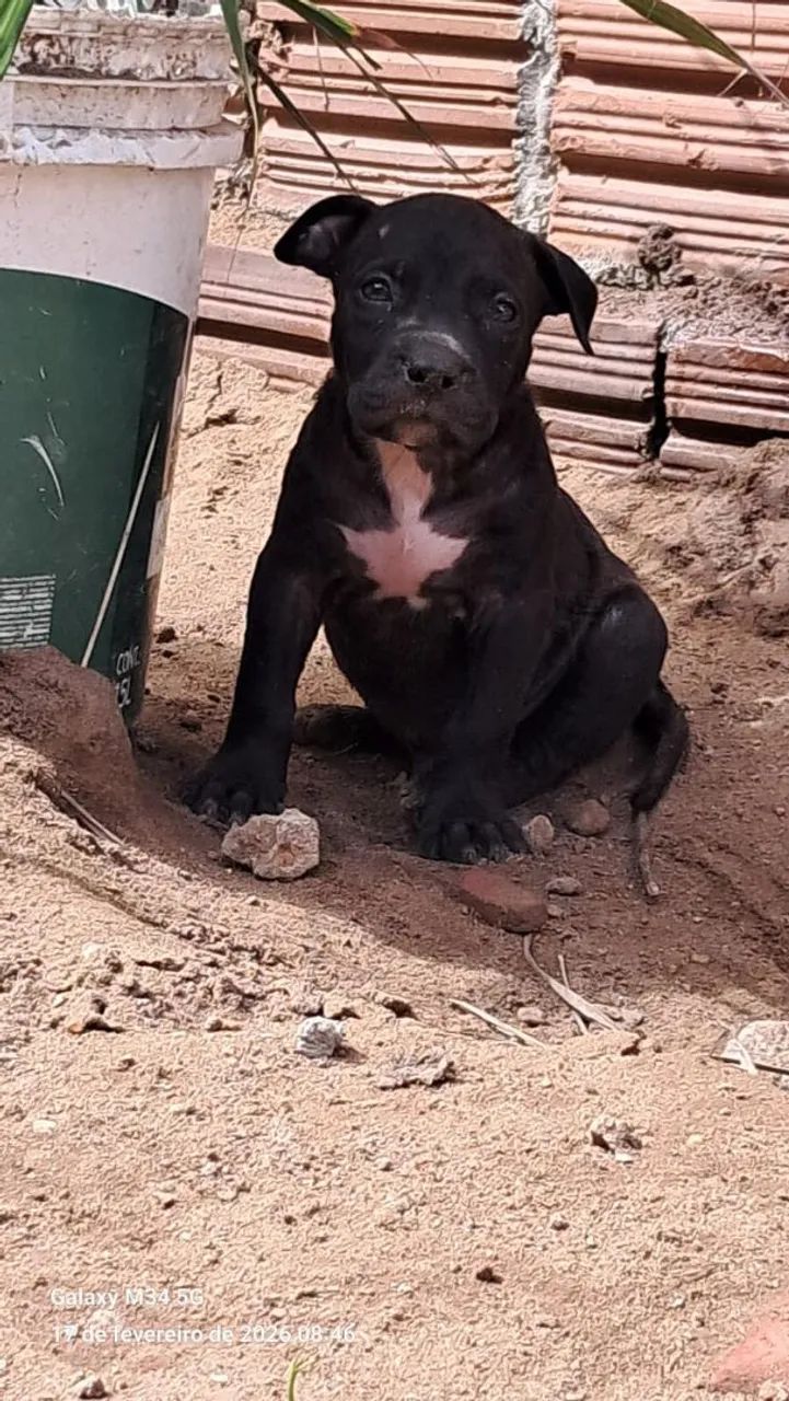 Filhotes de Monster - Foto 5