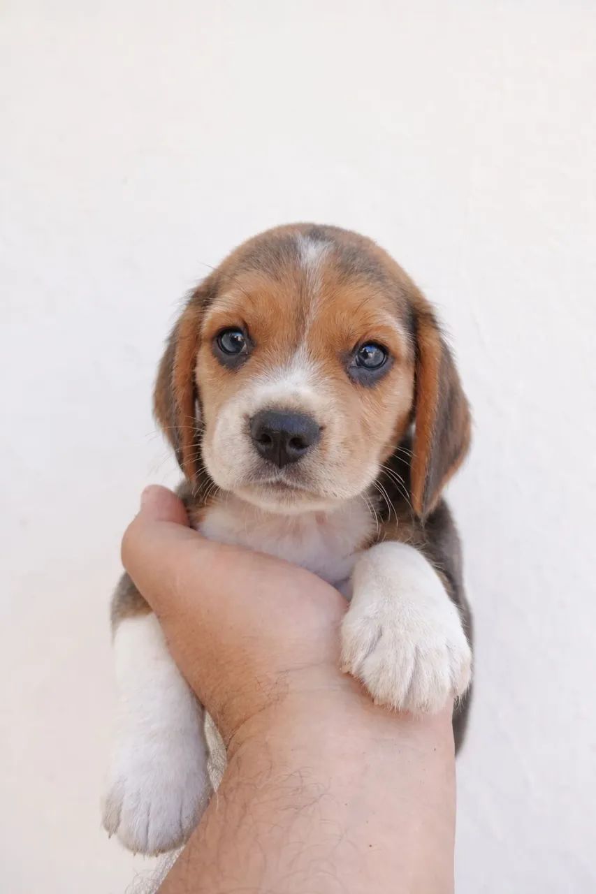 Beagle amado 