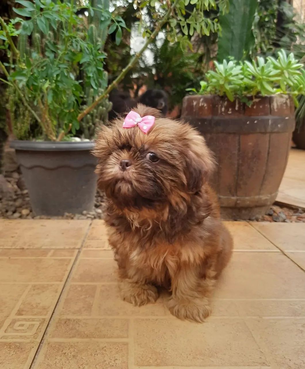 Shih tzu