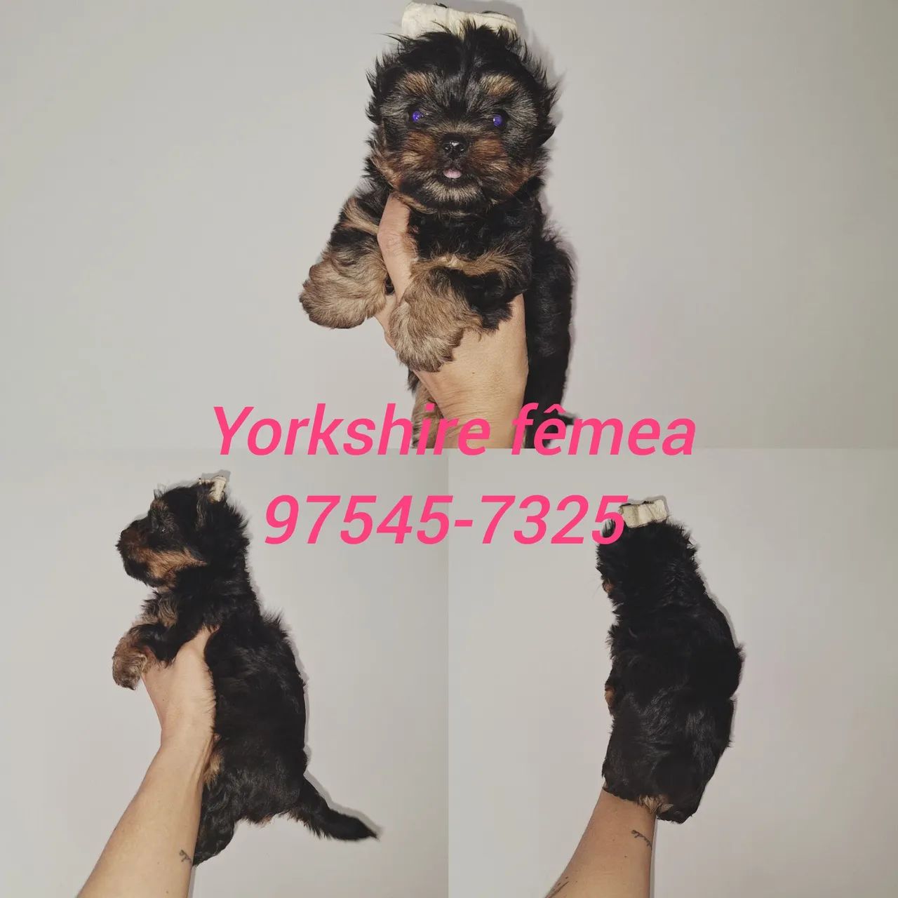 Mini Yorkshire com garantia de saúde  - Foto 4