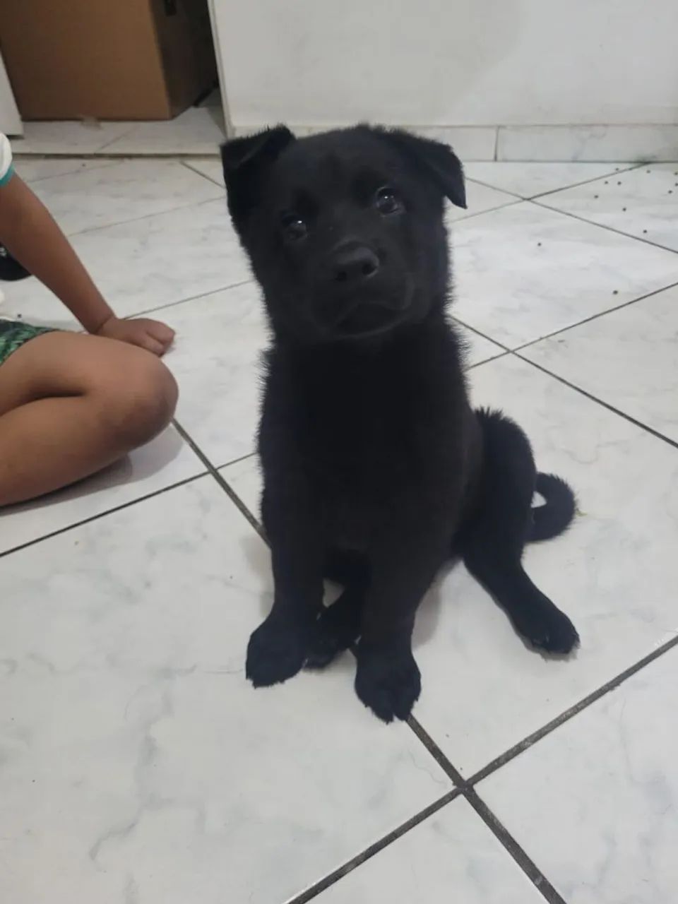 Vende-se filhotes de Pastor Alemão 