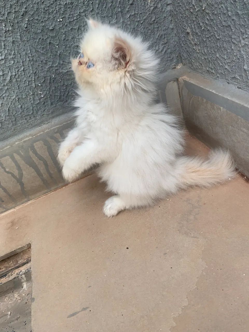 Gatinho himalaio macho  - Foto 4