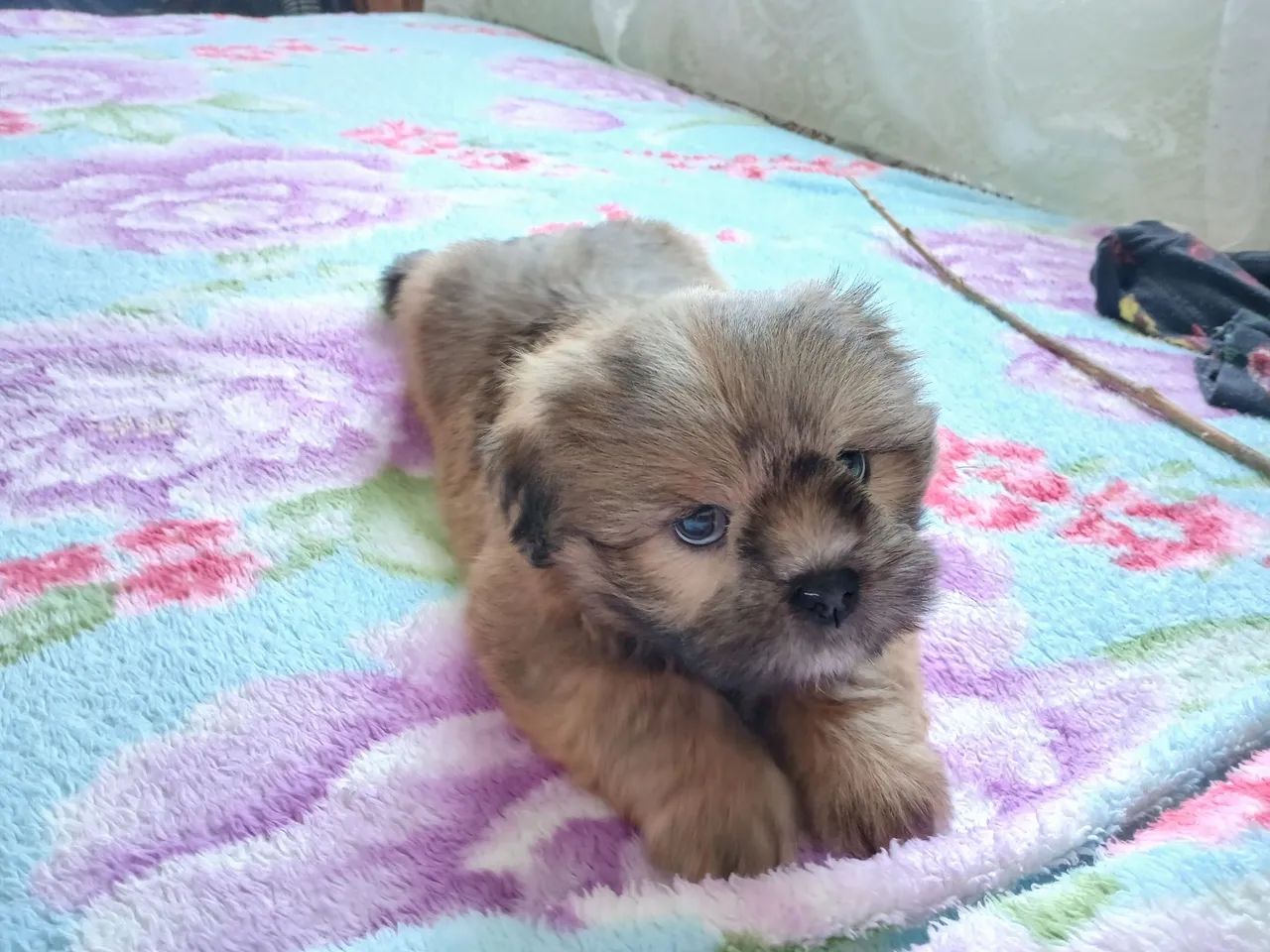 Lhasa apso macho - Foto 3